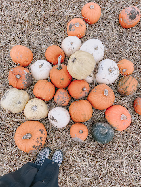 A pile of pumpkins at stanhill farm