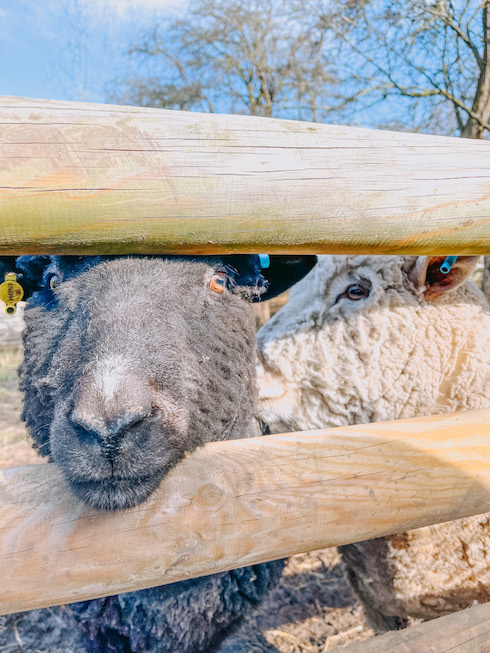 Sheep looking through a fence at a farm